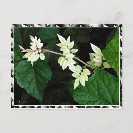 Blätter Postkarte (Vorderseite)