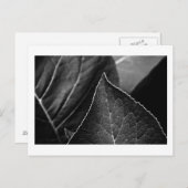 Blätter Postkarte (Vorne/Hinten)