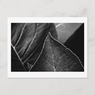 Blätter Postkarte