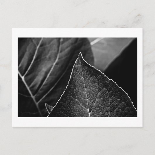 Blätter Postkarte (Vorderseite)