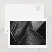 Blätter sind postkarte (Vorne/Hinten)