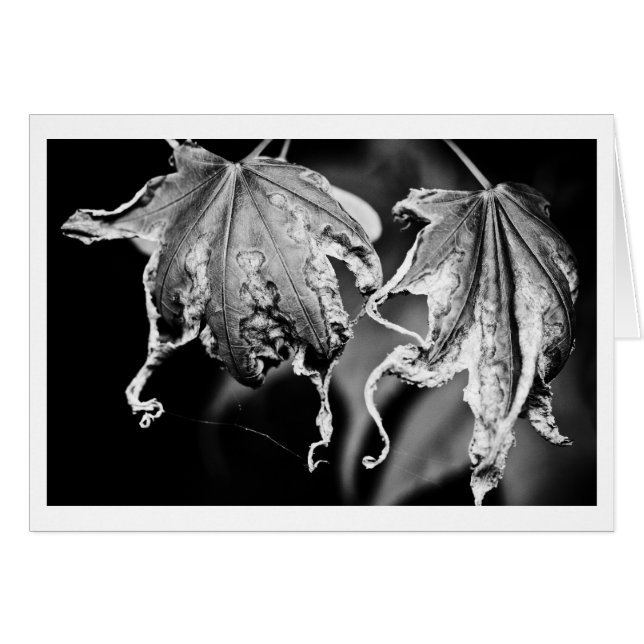 Blätter spielen Hühnchen (Vorderseite (Horizontal))