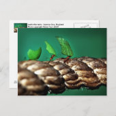 Blattfräser Anse Postkarte (Vorne/Hinten)