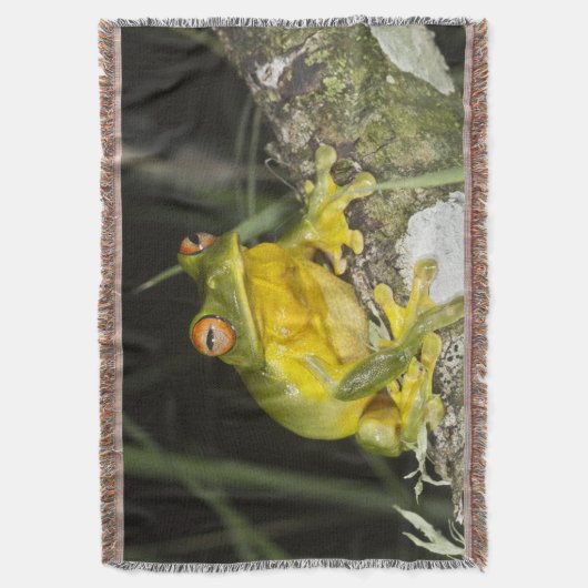 Blattgrün Decke (Vorderseite Vertikal)