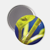 Blattläuse Magnet (Vorderseite/Rückseite)