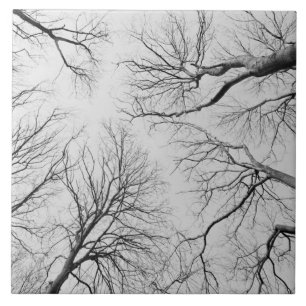 Blattlose Bäume in Thiepval Holz Fliese