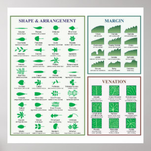 Blattmorphologie-Chart Randform-Venation-Poster Poster