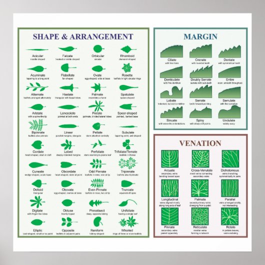 Blattmorphologie-Chart Randform-Venation-Poster Poster (Vorne)