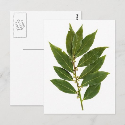 Blattschieber Postkarte (Vorne/Hinten)