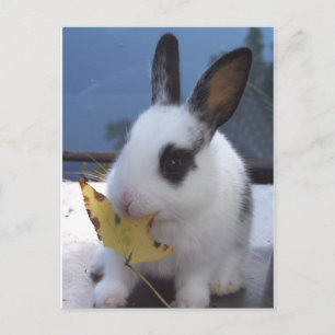 Blattsonne Postkarte