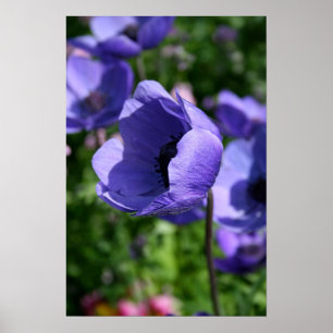 Blau Anemone Blumenfotografie Poster