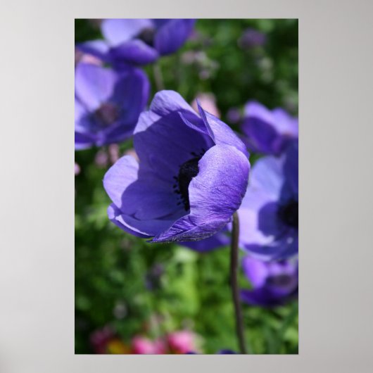 Blau Anemone Blumenfotografie Poster (Vorne)