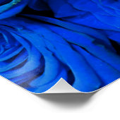 Blau blühende Blumen blauer Rose Poster (Ecke)
