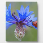 Blau blüht fotoplatte (Vorderseite)