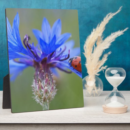 Blau blüht fotoplatte (Seite)