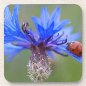 Blau blüht untersetzer (Vorderseite)