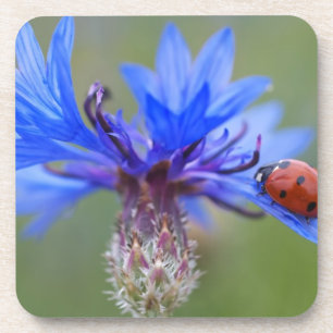 Blau blüht untersetzer