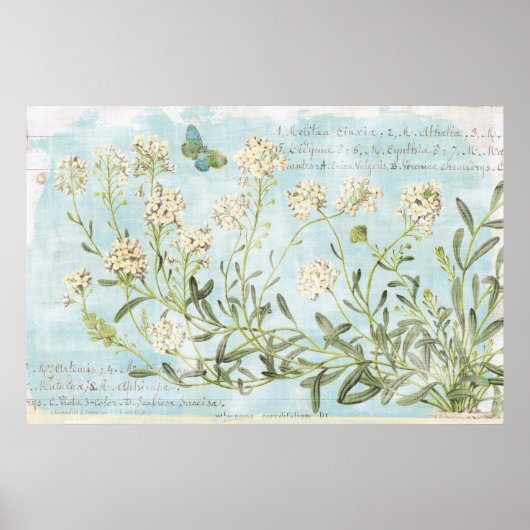 Blau botanisch poster (Vorne)