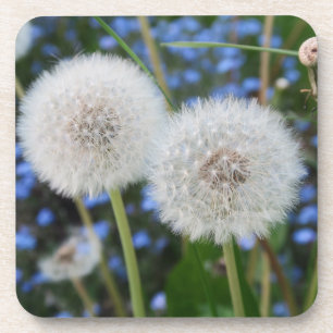 blau, Butterblume, Pflanze, Löwenzahn, Wiese, weiß Getränkeuntersetzer