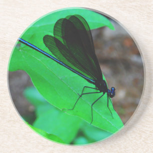 Blau Damselfly auf einem grünen Blatt. Getränkeuntersetzer