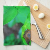 Blau Damselfly auf einem grünen Blatt. Küchentuch (Viertel Falte)