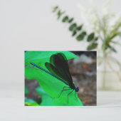 Blau Damselfly auf einem grünen Blatt. Postkarte (Stehend Vorderseite)