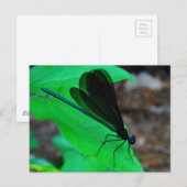 Blau Damselfly auf einem grünen Blatt. Postkarte (Vorne/Hinten)