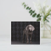 Blau der Weimaraner Welpe Postkarte (Stehend Vorderseite)