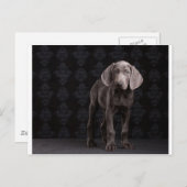 Blau der Weimaraner Welpe Postkarte (Vorne/Hinten)