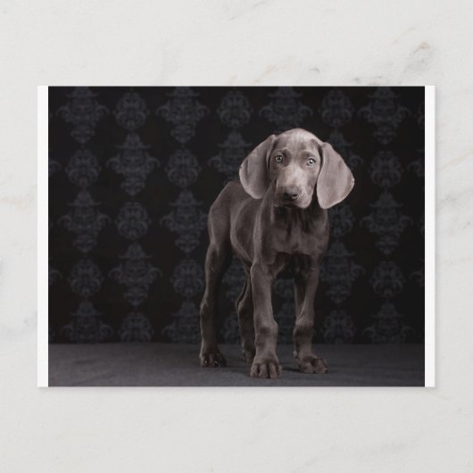 Blau der Weimaraner Welpe Postkarte (Vorderseite)