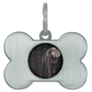 Blau der Weimaraner Welpe Tiermarke