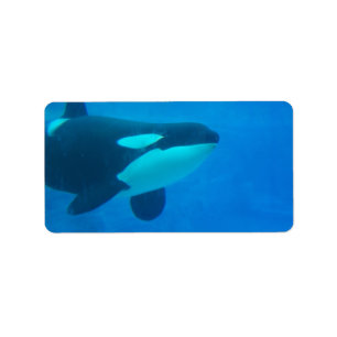 Blau des Schwertwal-Killerwals underwater Adressaufkleber