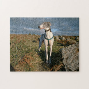 Blau des Windhundes Puzzle