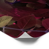 Blau-elektrische Rose Poster (Ecke)