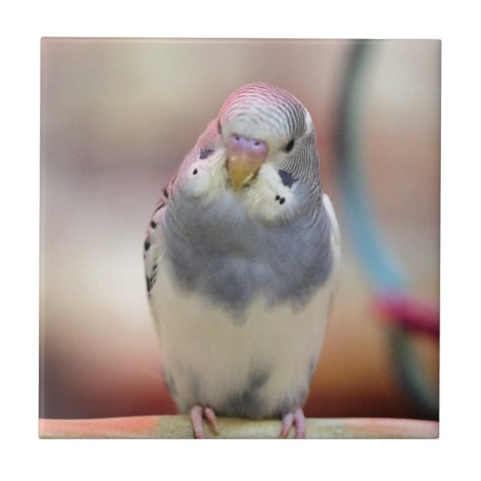 Blau Fliese (Vorderseite)