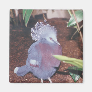 Blau gekrönte Kaisertaube - Magnet