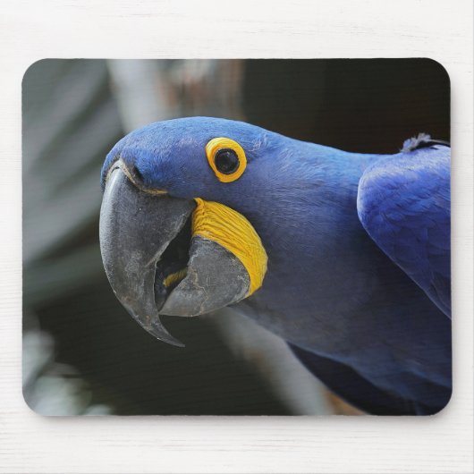 Blau-Gelb-Hyacinth-Papagei Mousepad (Vorne)