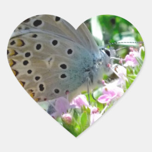 Blau gelb mit schwarzen Flecken Schmetterling auf  Herz-Aufkleber