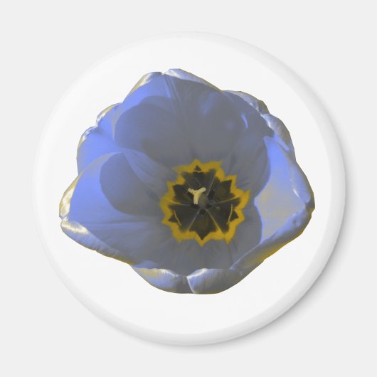 Blau-Gelb-Tulip-Magnet Magnet (Vorne)