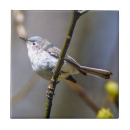 Blau-Graue Gnatcatcher-Keramik-Foto-Fliese Fliese