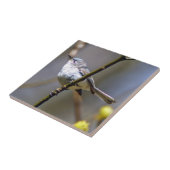 Blau-Graue Gnatcatcher-Keramik-Foto-Fliese Fliese (Seite)