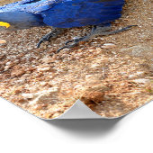 Blau-Hyazinthe-Arsch oben sehen Poster (Ecke)