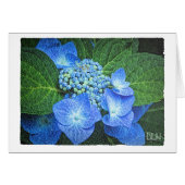 Blau-Hydrangea-Blume/Blütenfarben/Aquarellbild (Vorderseite (Horizontal))