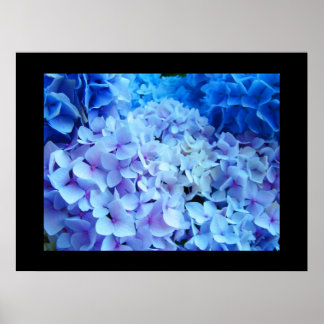 BLAU Hydrangea Garden Blume Kunstdrucke Poster