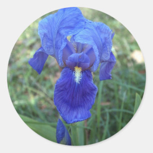 Blau Iris 5 Runder Aufkleber