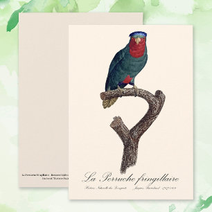 Blau-Kronen-Lori, Vini Australis Dankeskarte