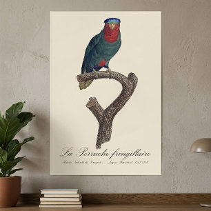Blau-Kronen-Lori, Vini Australis Poster