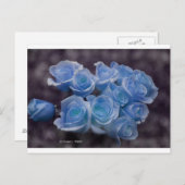 Blau leuchtende Rose vor dunklem Hintergrund Postkarte (Vorne/Hinten)