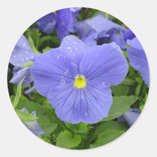 Blau/Lila Pansy-Aufkleber Runder Aufkleber (Vorderseite)