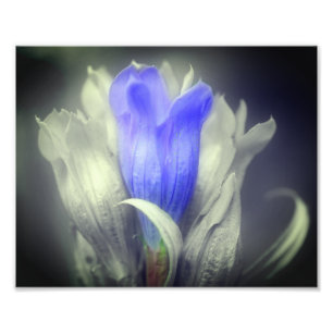 Blau-Linsenfarbe Schwarz-Weiß-Blume Fotodruck